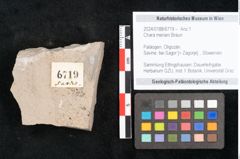 Foto (Objekt + Etikett) von Chara meriani Braun (NHMW-GEO-2024-0188-6719)